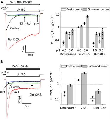 Derivatives of 2-aminobenzimidazole potentiate ASIC open state with slow kinetics of activation and desensitization